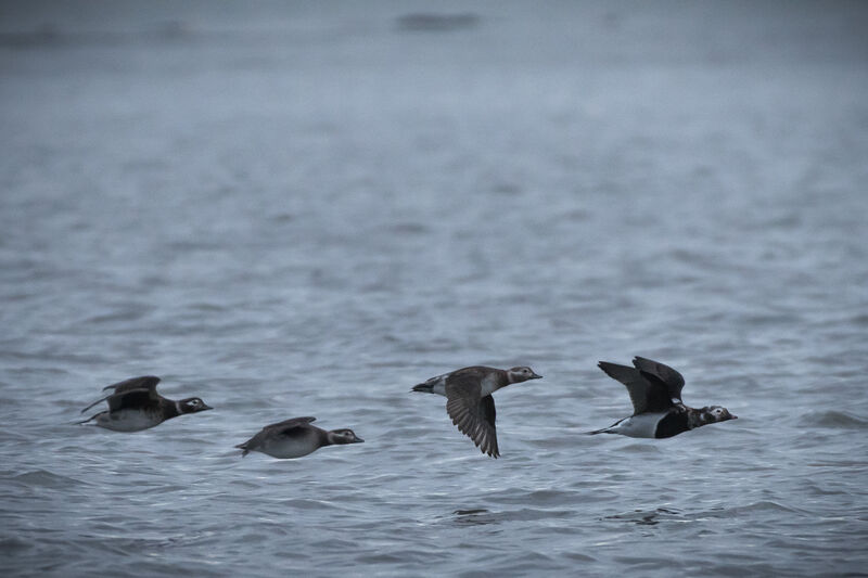 Long-tailed Duck