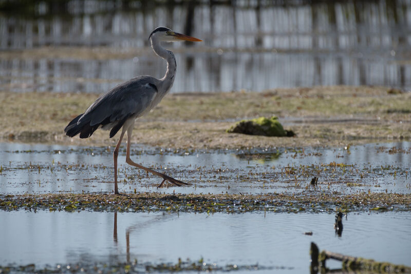 Grey Heron