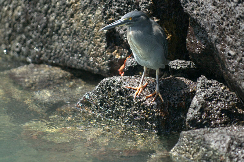 Lava Heron