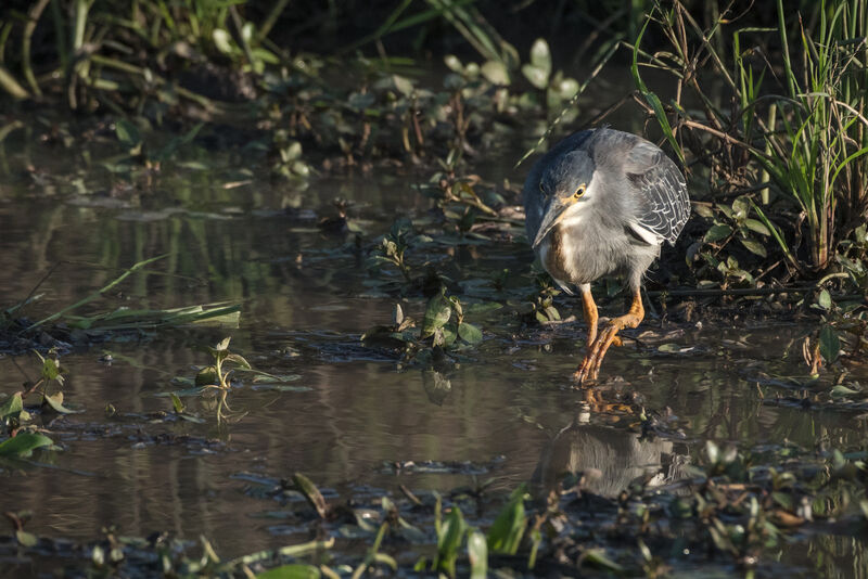 Striated Heron