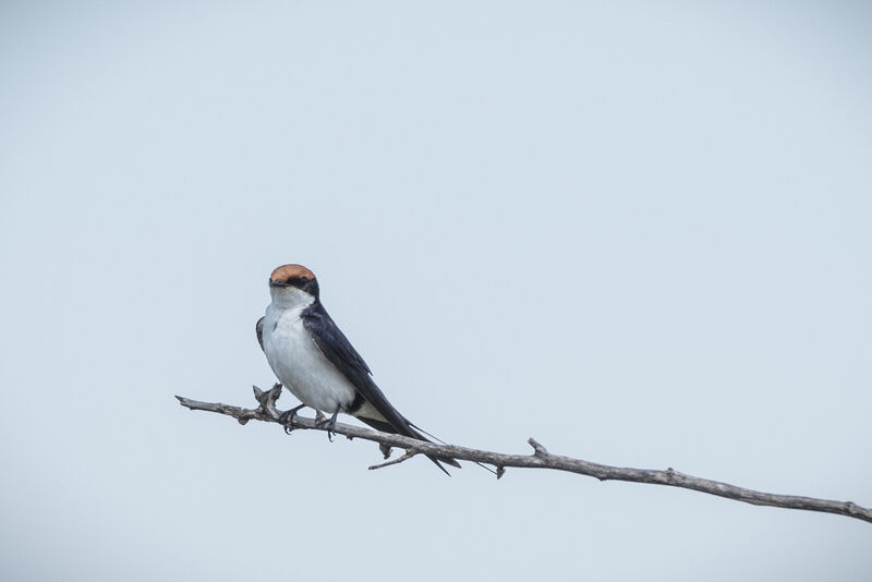 Wire-tailed Swallow