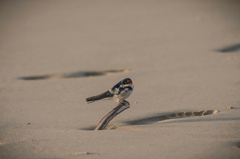 Ethiopian Swallow