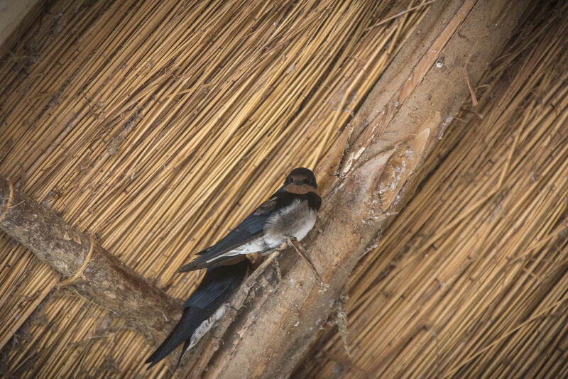 Angola Swallow