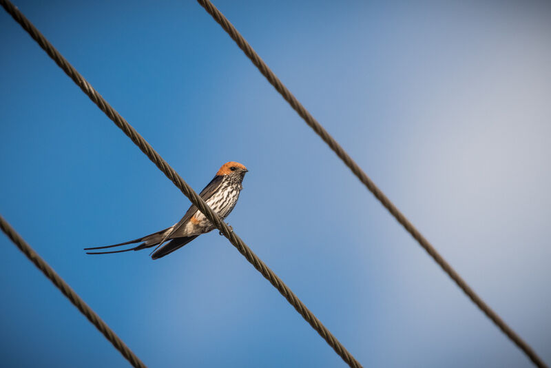 Lesser Striped Swallow