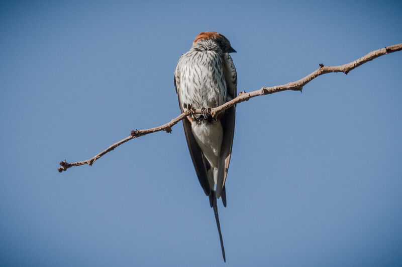 Hirondelle striée