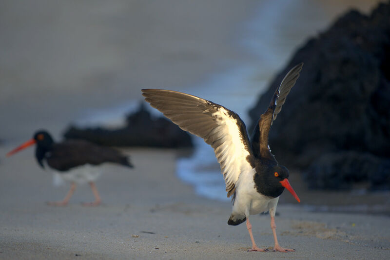 American Oystercatcher