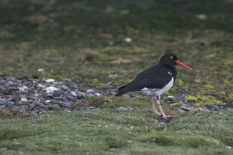 Magellanic Oystercatcher