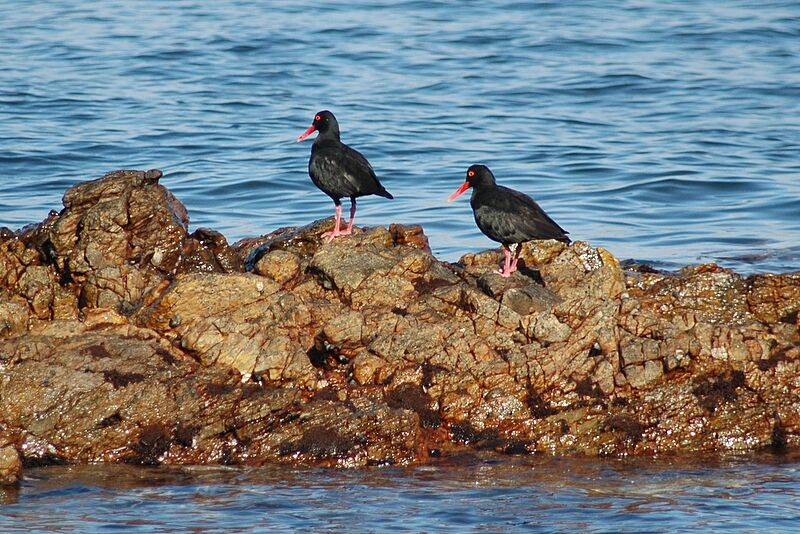 African Oystercatcher