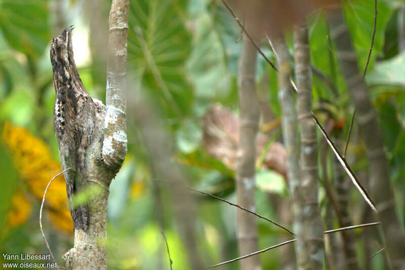 Ibijau grisadulte, habitat, camouflage, pigmentation