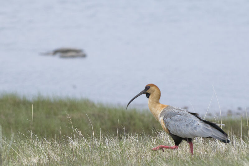 Black-faced Ibis