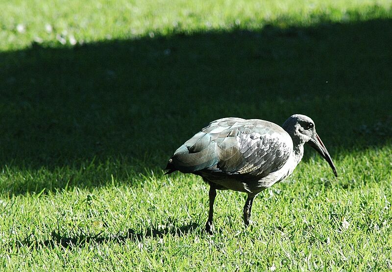 Ibis hagedash