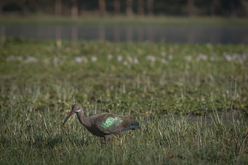 Ibis hagedash