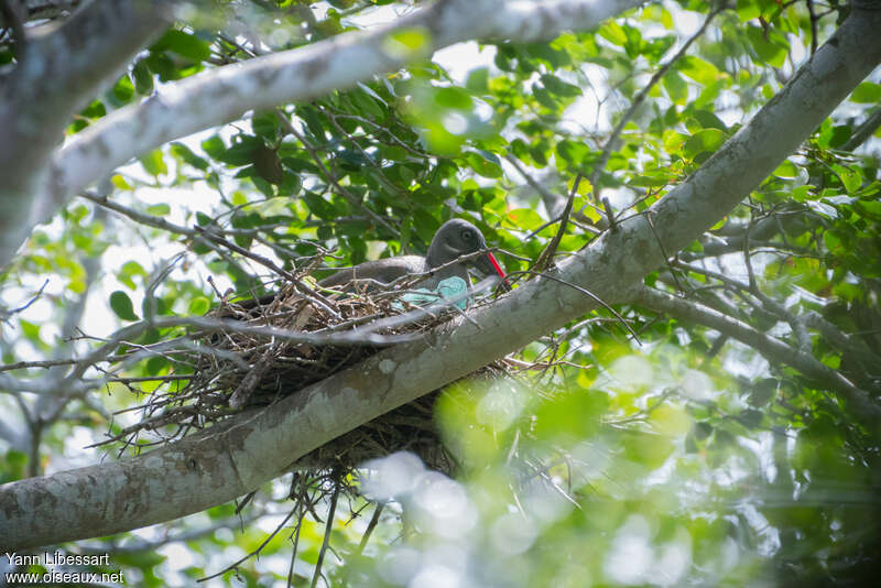 Hadada Ibisadult, Reproduction-nesting