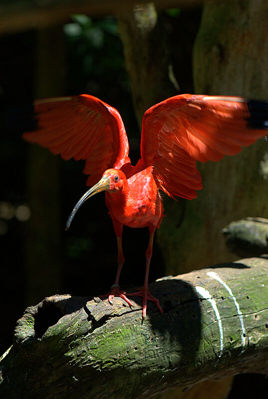 Ibis rouge