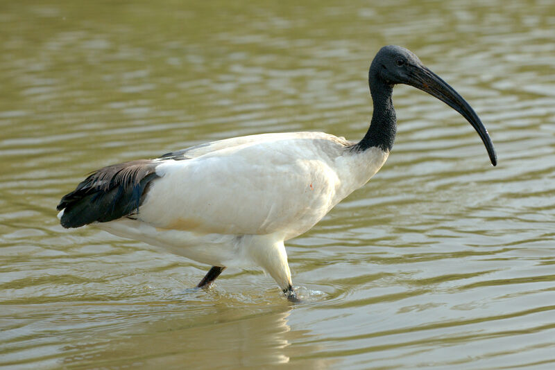 Ibis sacré