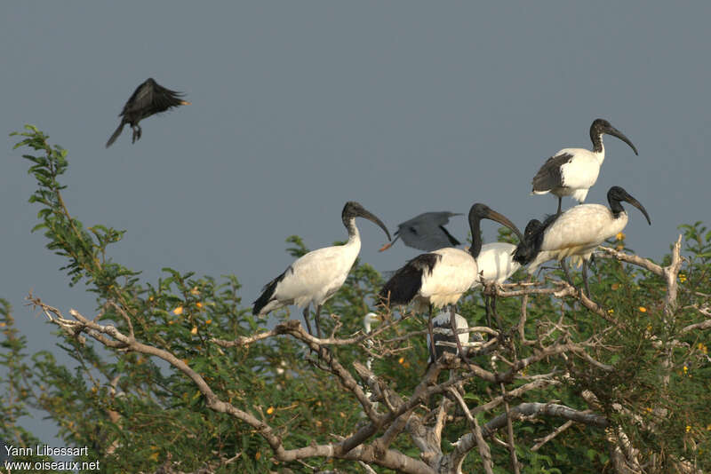 African Sacred Ibis, Behaviour