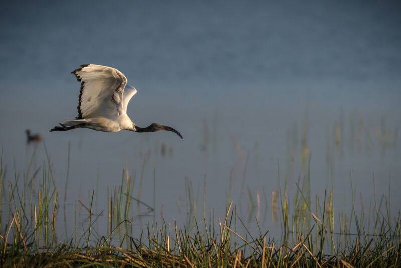 Ibis sacré