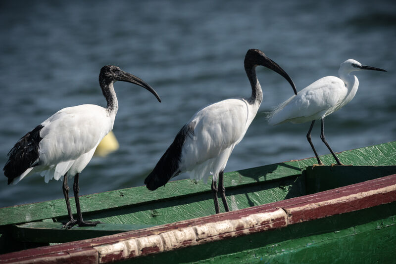 Ibis sacré