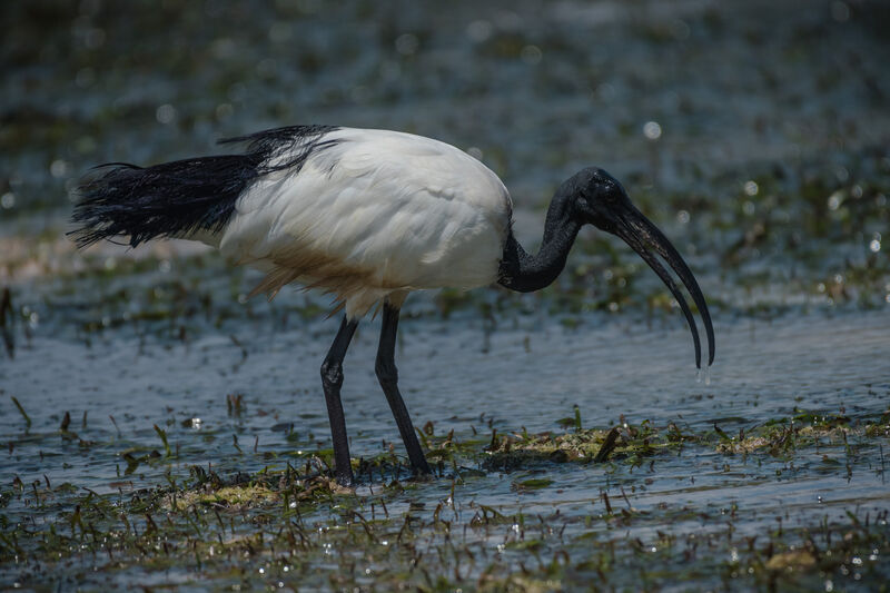 African Sacred Ibis