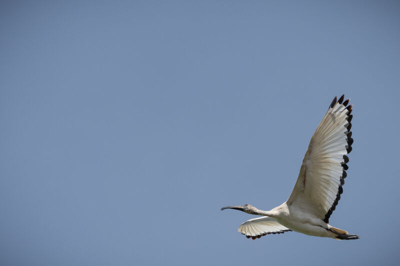 African Sacred Ibis