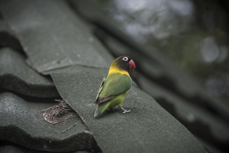 Yellow-collared Lovebird