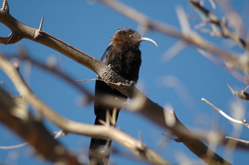 Common Scimitarbill