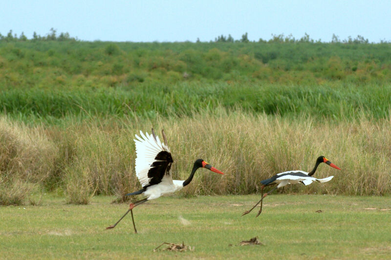 Jabiru d'Afrique