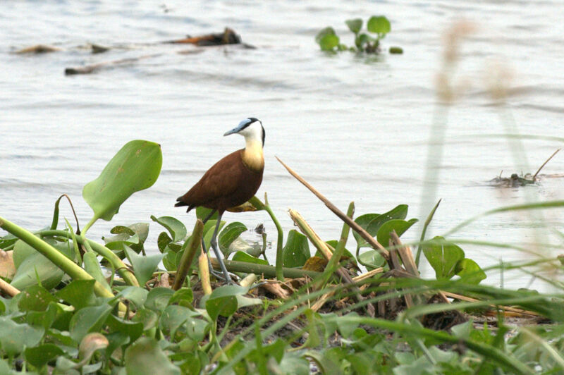 African Jacana