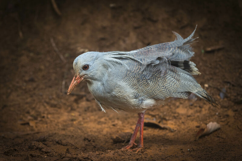 Kagu