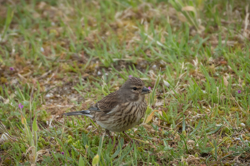 Common Linnet female