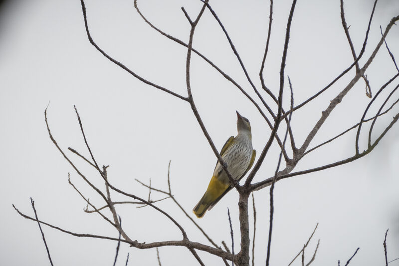 Eurasian Golden Oriole