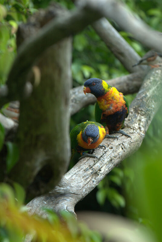 Loriquet à tête bleue