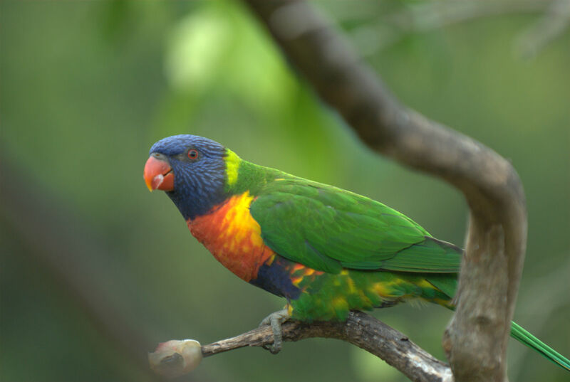 Coconut Lorikeet