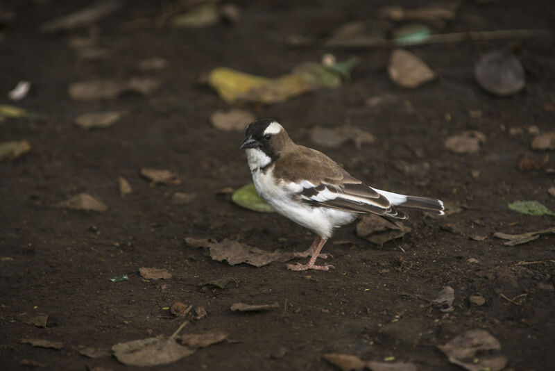 White-browed Sparrow-Weaver