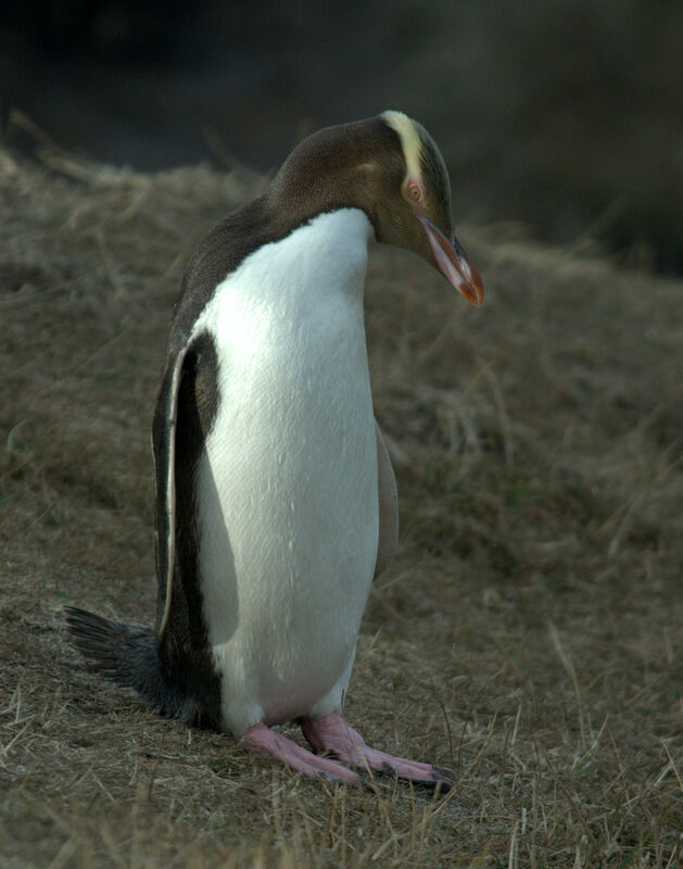 Yellow-eyed Penguin