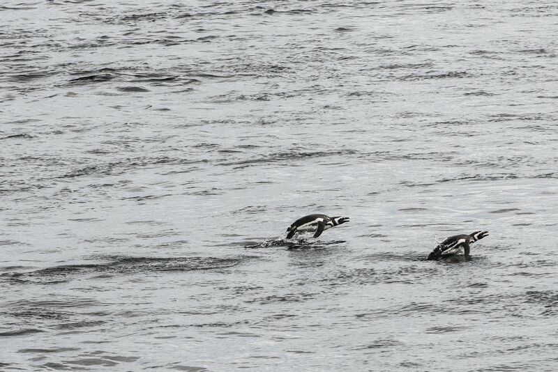 Magellanic Penguin