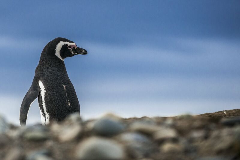 Magellanic Penguin