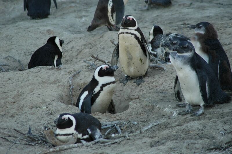 African Penguin