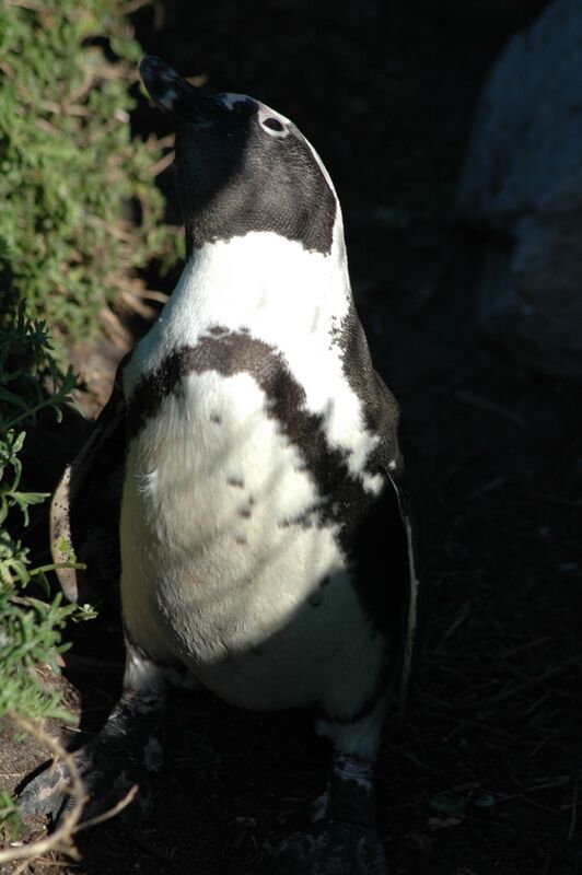 African Penguin