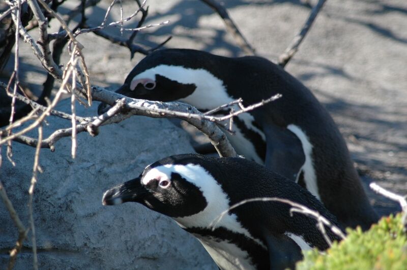 African Penguin