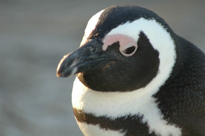 African Penguin