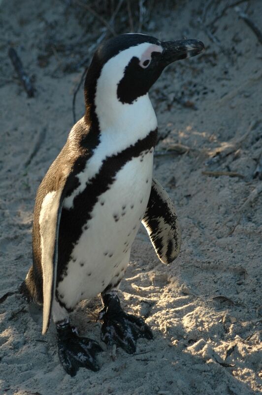 African Penguin