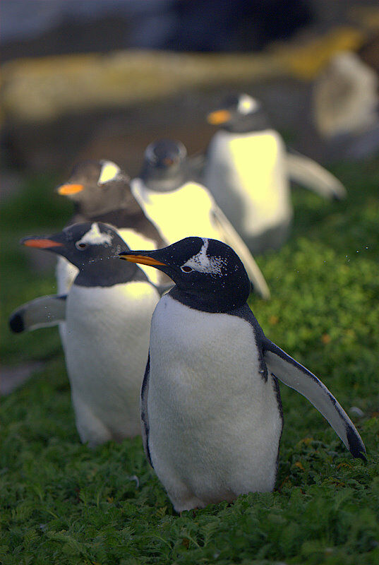 Gentoo Penguin