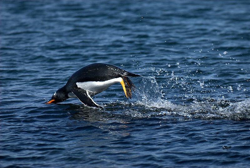 Gentoo Penguin