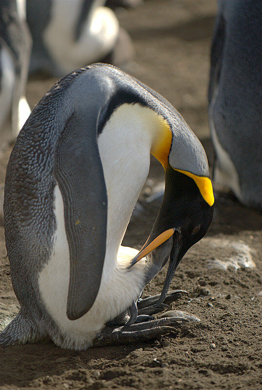 King Penguin