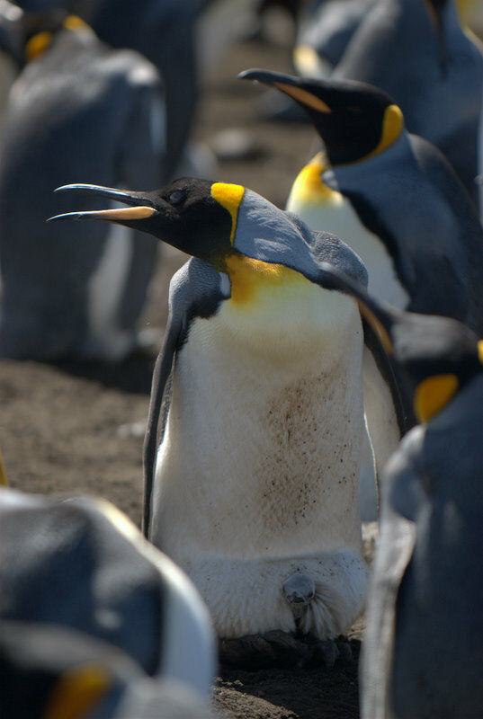 King Penguin