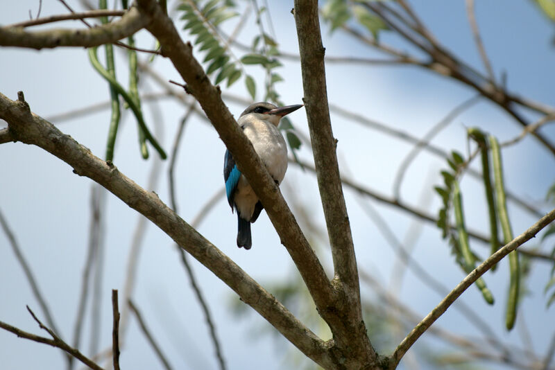 Woodland Kingfisher