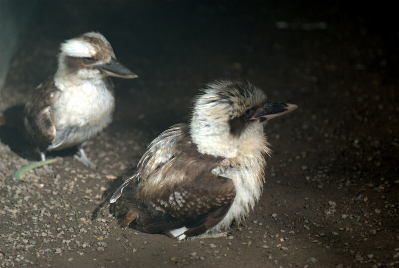 Laughing Kookaburra