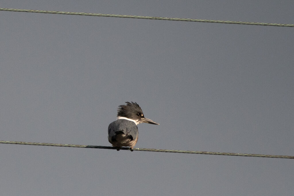 Martin-pêcheur d'Amérique mâle