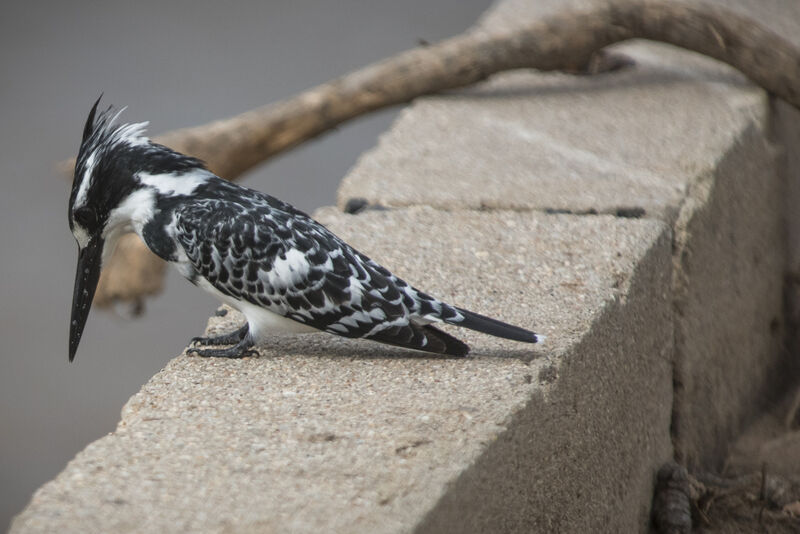 Pied Kingfisher